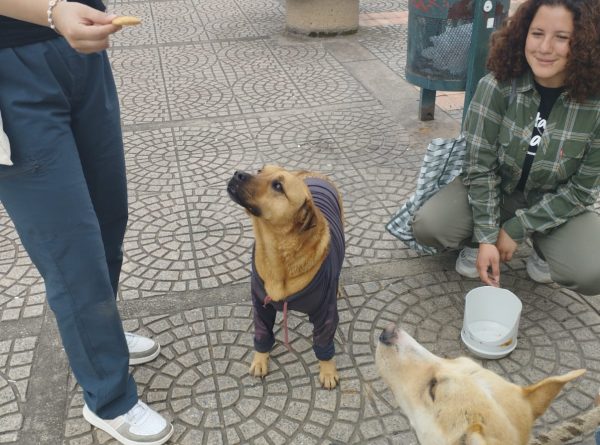 Voluntarios Tomasinos de la Facultad de Negocios Llevan Esperanza a Perritos en Situación de Abandono