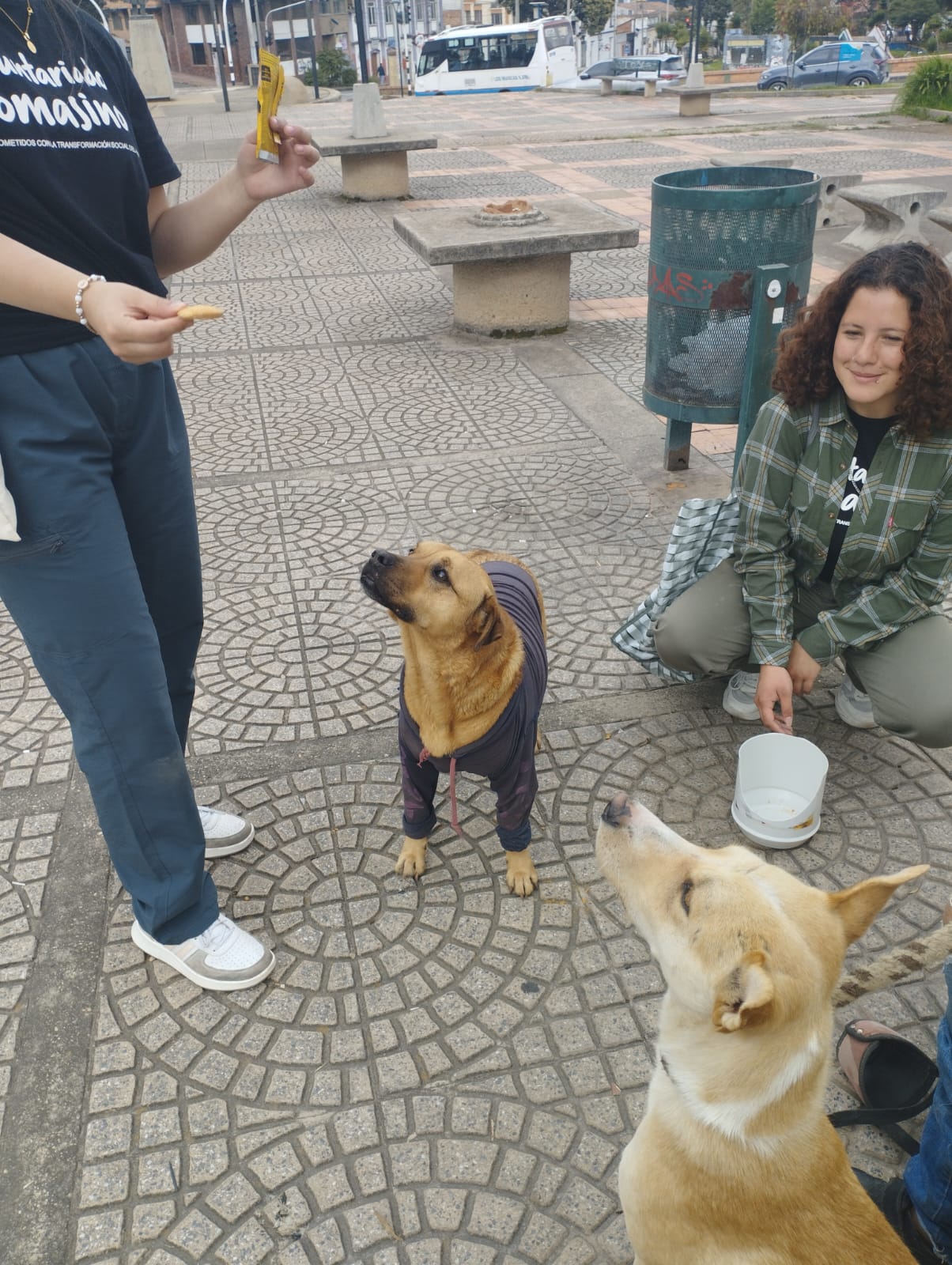 Voluntarios Tomasinos de la Facultad de Negocios Llevan Esperanza a Perritos en Situación de Abandono