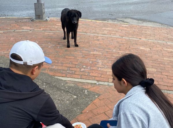 Solidaridad en acción: Tomasinos realizaron jornada en favor de perritos en situación de calle