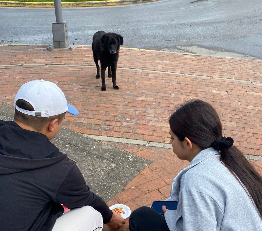 Solidaridad en acción: Tomasinos realizaron jornada en favor de perritos en situación de calle